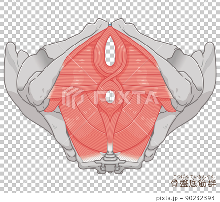 骨盤底筋群、骨盤の筋肉イラスト 90232393