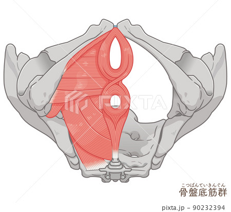 骨盤底筋群 骨盤の筋肉イラストのイラスト素材