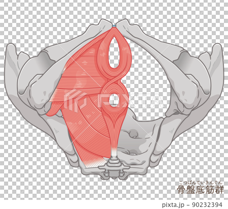 Pelvic floor muscle group, pelvic muscle illustration Pelvic floor muscle group, pelvic muscle illustration 90232394