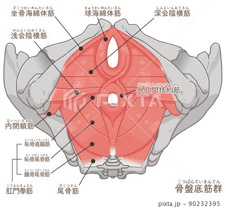 骨盤底筋群、骨盤の筋肉イラスト（テキスト付き） 90232395