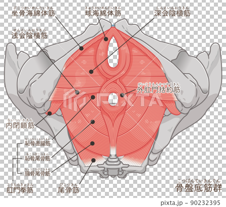 Pelvic floor muscles, pelvic muscle illustration (with text) Pelvic floor muscles, pelvic muscle illustration (with text) 90232395