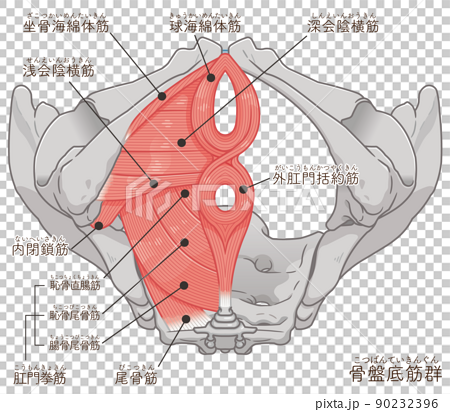 骨盤底筋群、骨盤の筋肉イラスト（テキスト付き） 90232396