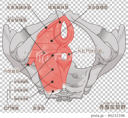 骨盤底筋群、骨盤の筋肉イラスト（テキスト付き） 90232396