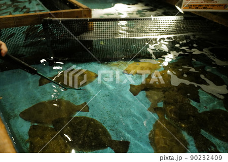 ヒラメが泳いでいる水槽に釣竿を向ける幼児の手 ヒラメが泳いでいる水槽に釣竿を向ける幼児の手 90232409