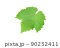 Single fresh green grape leaf isolated on white background 90232411