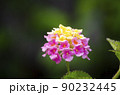 ランタナ花 90232445