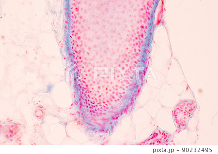 Scalp and hair follicles of human under the microscope in Lab. 90232495