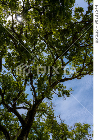 舞鶴公園の木もれ陽 舞鶴公園の木もれ陽 90232544