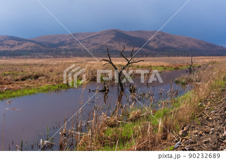 Landscape with lonely tree in the water 90232689