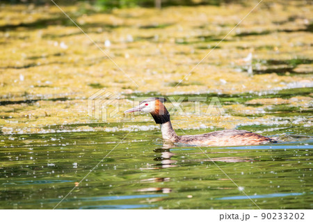 The waterfowl bird Great Crested Grebe swimming in the calm lake 90233202