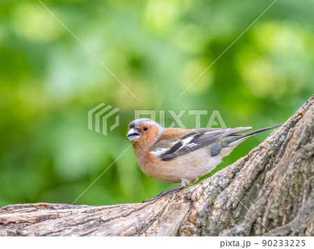 Common chaffinch, Fringilla coelebs, sits on a tree. Common chaffinch in wildlife. 90233225