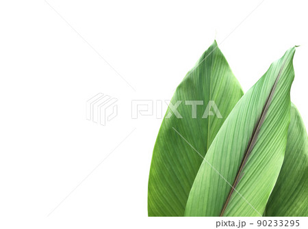Isolated turmeric and curcuma aeruginosa leaf with clipping paths. 90233295