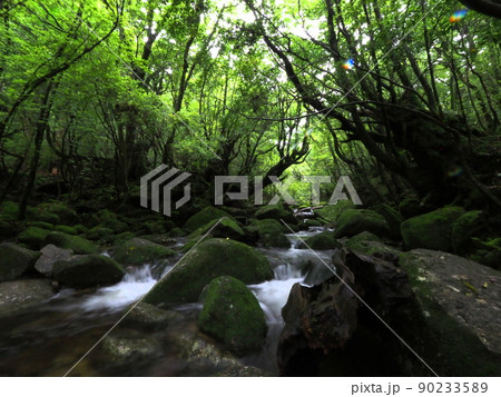 白谷雲水峡のせせらぎ・雨『和風イメージ』(屋久島) 90233589