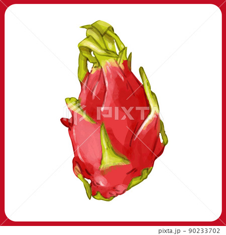 手描き厚塗り水彩のドラゴンフルーツイラスト 90233702