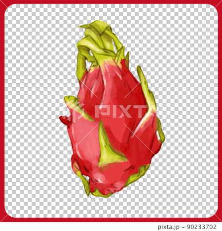 手繪厚水彩火龍果插畫 90233702