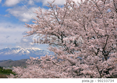 山梨県韮崎市神山町鍋山　川沿いの桜並木と雪化粧の八ヶ岳の景色 90233734