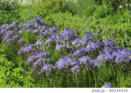 春の日本の公園に咲く紫色のオオツルボの花 春の日本の公園に咲く紫色のオオツルボの花 90234410