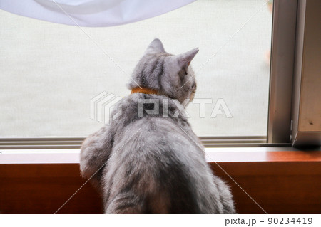 窓辺で外を見ている猫 窓辺で外を見ている猫 90234419
