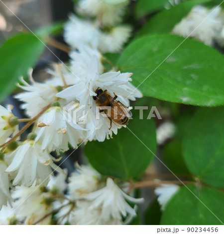 春の花 マルバルドリ 夏の花 90234456