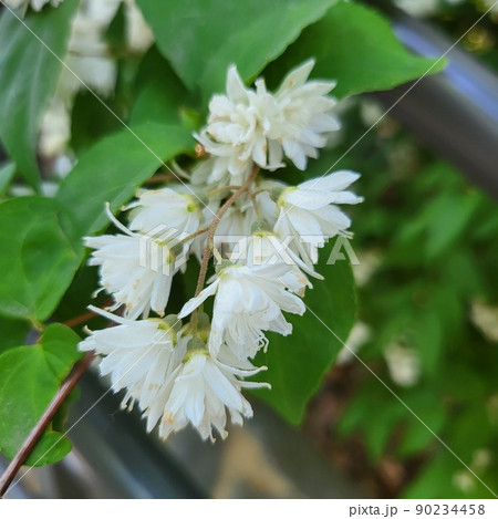 春の花 マルバルドリ 夏の花 90234458