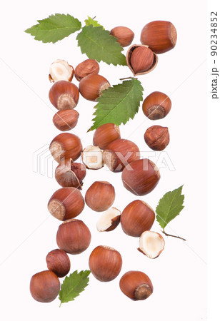 Closeup of hazelnuts, isolated on the white background Closeup of hazelnuts, isolated on the white background 90234852