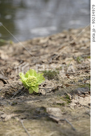 ふきのとう ふきのとう 90234979