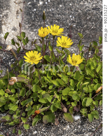 イワニガナの黄色い花 イワニガナの黄色い花 90235227