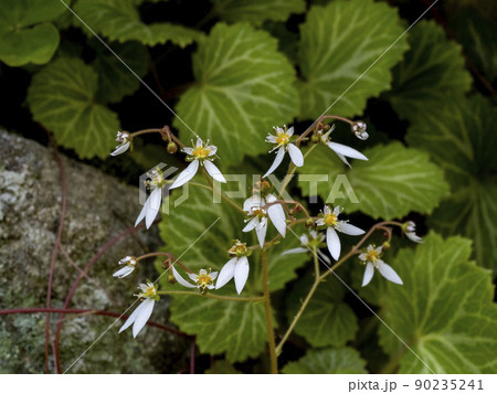 ユキノシタの花 90235241