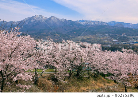 山梨県韮崎市神山町鍋山　川沿いの桜並木と雪化粧の山々の稜線の景色 90235296