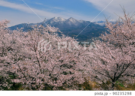 山梨県韮崎市神山町鍋山　川沿いの桜並木と雪化粧の山々の稜線の景色 90235298