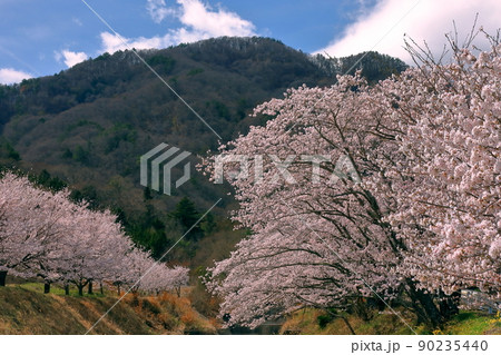 山梨県韮崎市神山町鍋山　川沿いの桜並木と雪化粧の山々の稜線の景色 90235440
