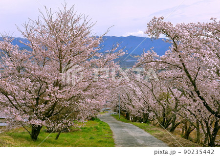 山梨県韮崎市神山町鍋山 川沿いの桜並木と雪化粧の山々の稜線の景色 山梨県韮崎市神山町鍋山 川沿いの桜並木と雪化粧の山々の稜線の景色 90235442