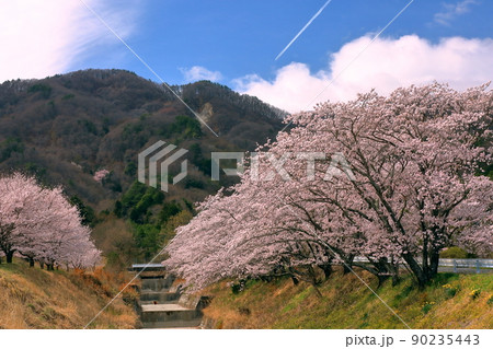山梨県韮崎市神山町鍋山 川沿いの桜並木と雪化粧の山々の稜線の景色 山梨県韮崎市神山町鍋山 川沿いの桜並木と雪化粧の山々の稜線の景色 90235443
