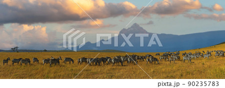 Zebras in a row walking in the savannah on Mount Kenya background 90235783