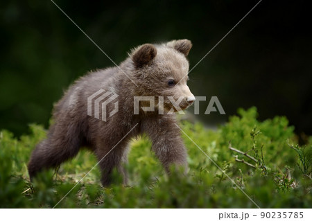 Young brown bear in the forest. Animal in the nature habitat 90235785