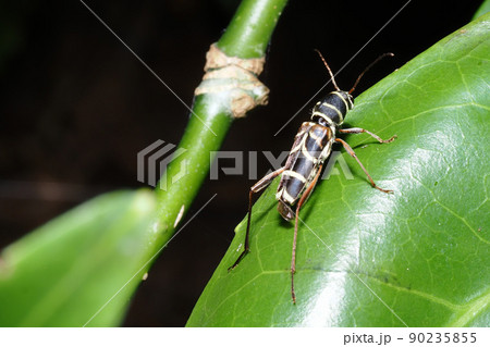 ニイジマトラカミキリ 90235855