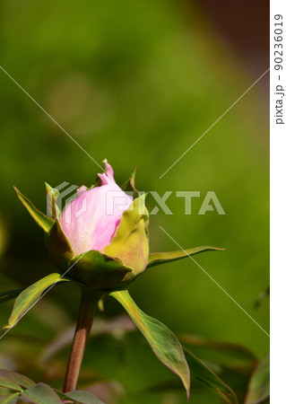 ピンクの牡丹の蕾 90236019