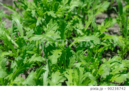 畑の春菊 90236742