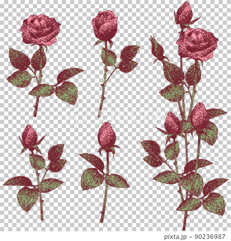 修剪前後用點繪製的老式玫瑰矢量圖集 90236987