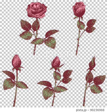 点で描いた古めかしい雰囲気の バラのベクターイラスト セット つぼみから花が開くまで 点で描いた古めかしい雰囲気の バラのベクターイラスト セット つぼみから花が開くまで 90236988