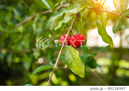 Acerola cherry on the tree with water drop, High vitamin C and antioxidant fruits. Fresh organic Acerola cherry on the tree. Acerola cherry on the tree with water drop, High vitamin C and antioxidant fruits. Fresh organic Acerola cherry on the tree. 90236997