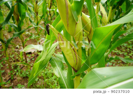 fresh corn organic on agricultural field 90237010