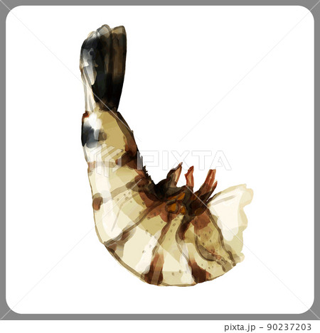 手描き水彩の殻付きブラックタイガーイラスト2 90237203
