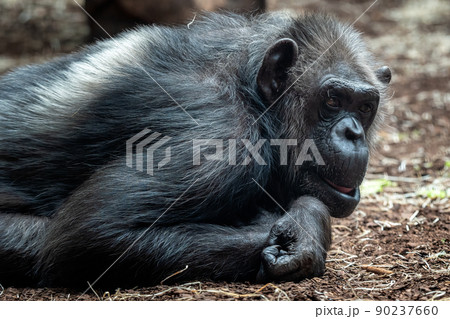 Portrait of the chimpanzee (Pan Troglodytes) 90237660
