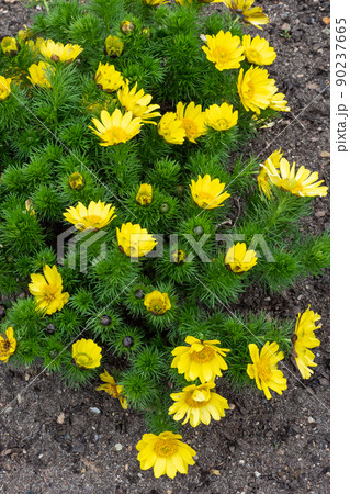 Adonis vernalis or spring pheasant's eye green plant with yellow flowers. Medicinal plants 90237665