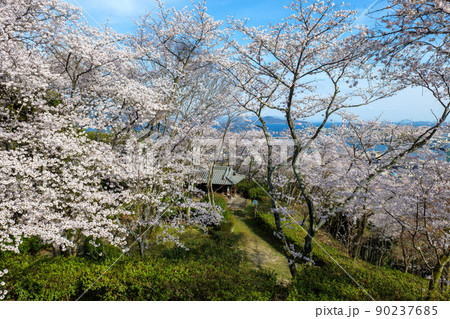 大竹市亀井公園の桜 90237685