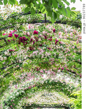 ローズのアーチ ローズのアーチ 90237789