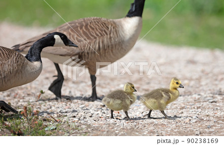 Canada goose, Branta canadensis, young 90238169