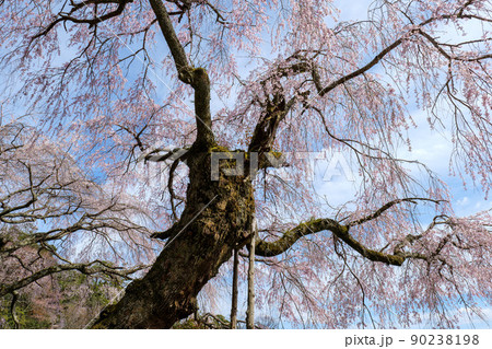 広島市神原のしだれ桜 90238198