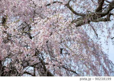 広島市神原のしだれ桜 広島市神原のしだれ桜 90238199
